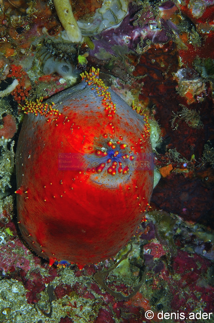 Pseudocolochirus violaceus pomme de mer-Komodo Canibal rock-4m-20160808-Denis-ADER-DSC_0993_tn.jpg